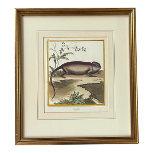 Antique 18th Century Hand Colored French Print of Chameleon ~ Framed