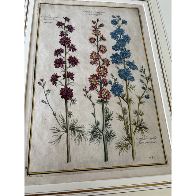 Illustration Daniel Rabel Botanical Engravings From Theatrum Florae Printed 1622 Paris, a Pair For Sale - Image 3 of 8