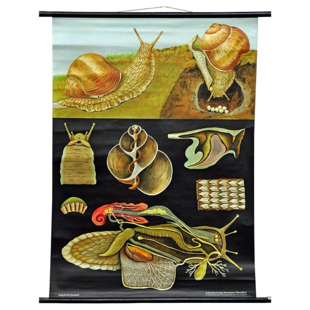 Vintage Apple Snail Escargot Poster Print Wall Chart by Jung Koch Quentell For Sale - Image 6 of 6