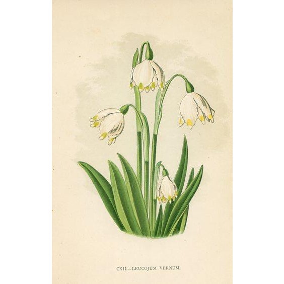 Illustration 1890s, Rhododendron Botanical Print, Flora of the Alps, Set of 4, Antique Botanical Prints, Lithographs, England For Sale - Image 3 of 5