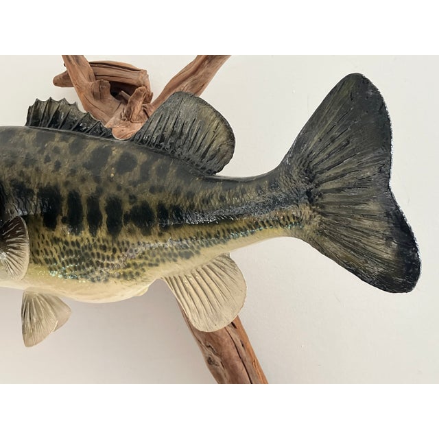 Late 20th Century Late 20th Century Largemouth Bass Wall Mount on Driftwood, Rustic Lodge Decor For Sale - Image 5 of 12