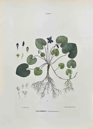 Vincenzo Tenore, The Violaries, Lithograph, 1870s