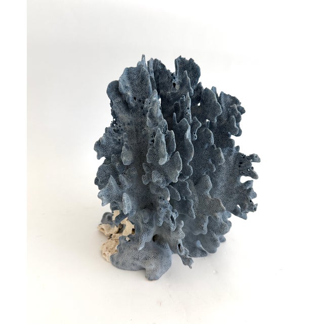 Late 20th Century Natural Blue Coral Specimen Coastal Decor For Sale - Image 5 of 11