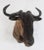 Taxidermy Mount of Wildebeast. Nice large mount for your home. Guaranteed to be the most talked about guest at any party....