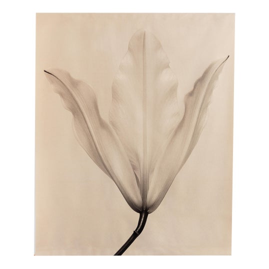 Lily no.3 - Organic Cotton Canvas Scroll on Bamboo, Limited Edition of 5 2023 For Sale