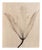 Lily no.3 - Organic Cotton Canvas Scroll on Bamboo, Limited Edition of 5 2023 For Sale