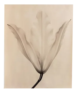 Lily no.3 - Organic Cotton Canvas Scroll on Bamboo, Limited Edition of 5 2023