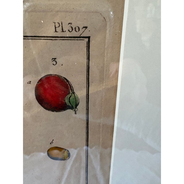 Pair of Hand Colored 19th C Engravings of Fruit For Sale - Image 18 of 18