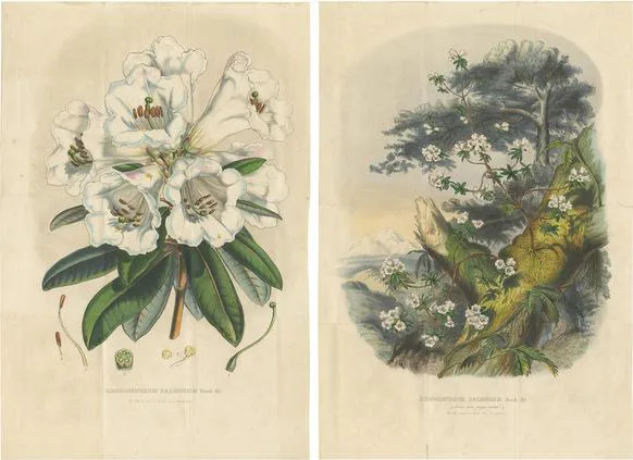 Van Houtte, Rhododendron Dalhousiae, 1849, Prints, Set of 2