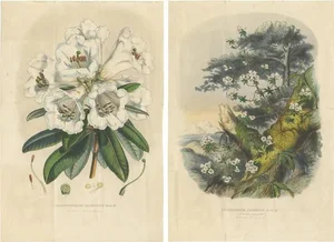 Van Houtte, Rhododendron Dalhousiae, 1849, Prints, Set of 2