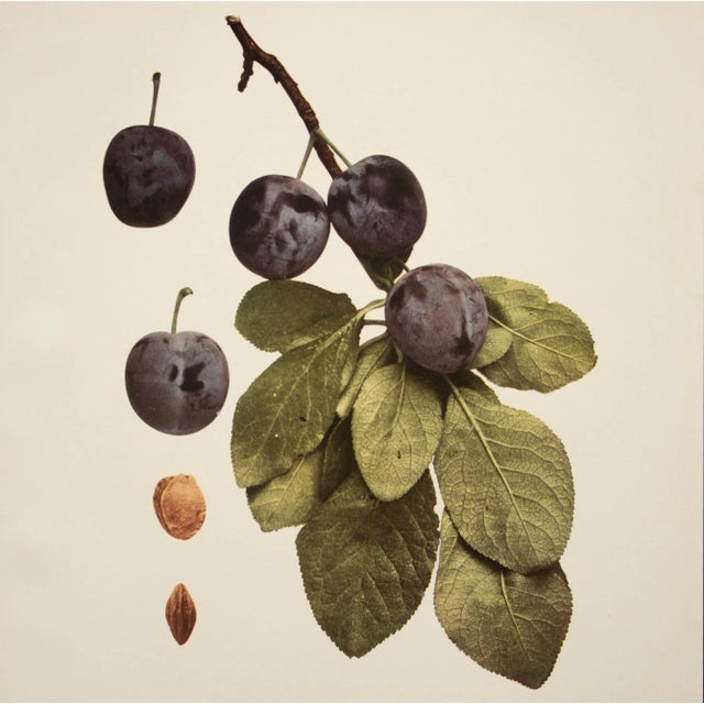 1900 - 1909 1900s U. P. Hedrick, Original Antique Photogravure of Shipper Plums For Sale - Image 5 of 7