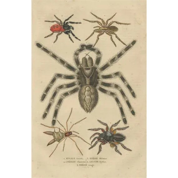 Drapiez, Arachnid Species Study, Handcolored Engraving, 1845, Print For Sale - Image 6 of 6