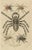 Drapiez, Arachnid Species Study, Handcolored Engraving, 1845, Print For Sale - Image 6 of 6