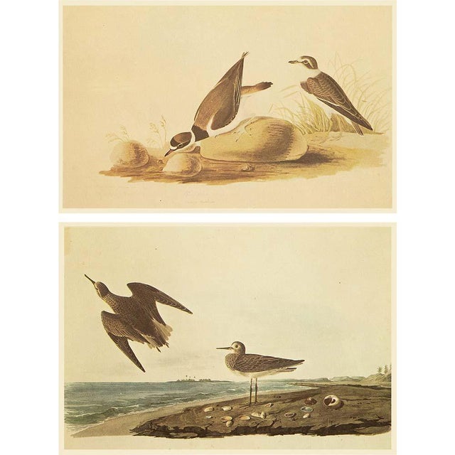 1960s 1966 Vintage Cottage Print "Schinz's Sandpiper" After John James Audubon For Sale - Image 5 of 7