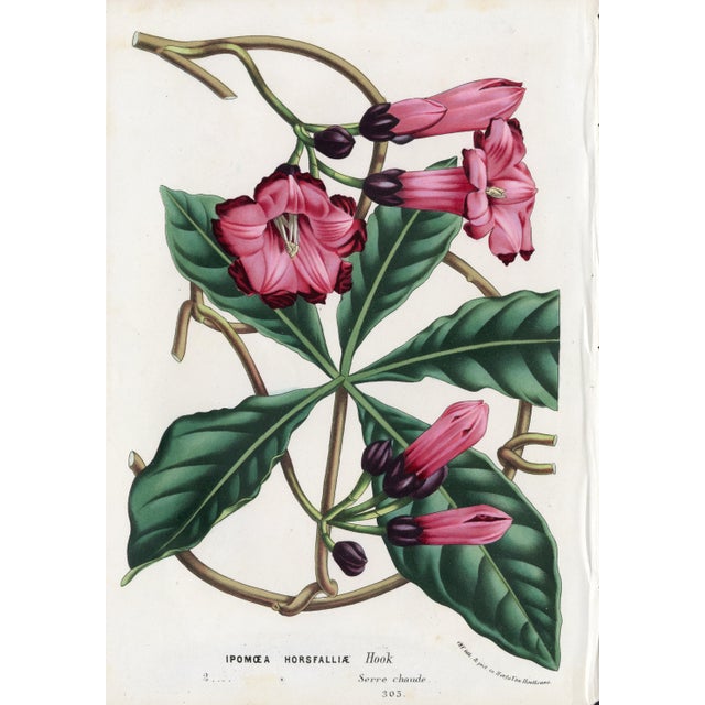 19th Century 14 Van Houtte Botanicals! Hand Color c.1853 Set A For Sale - Image 5 of 15