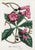 19th Century 14 Van Houtte Botanicals! Hand Color c.1853 Set A For Sale - Image 5 of 15