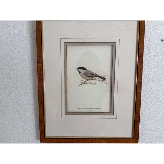Wood Ethan Allen Antique Bird Print: Atricapillus For Sale - Image 7 of 8