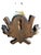 1900 - 1909 Chamois Trophy 222 Goat Horns Blakc Forest Mount For Sale - Image 5 of 5