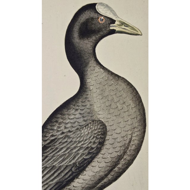 Coot Bird, "Wasserhuhn": An 18th Century Hand-Colored Frisch Engraving, 1733 For Sale - Image 4 of 5