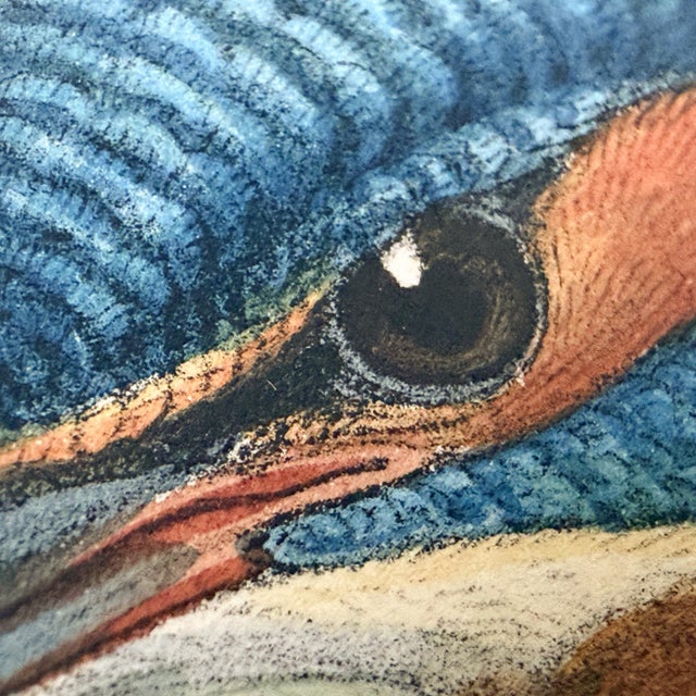 19th-Century John Gould Kingfisher Bird Lithograph | Original Hand-Colored Natural History Print For Sale - Image 4 of 12