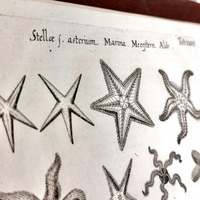 Traditional c.1698 Antique Marine Natural History Engraving | Starfish & Seahorses | Archivally Matted 11x14 For Sale - Image 3 of 9