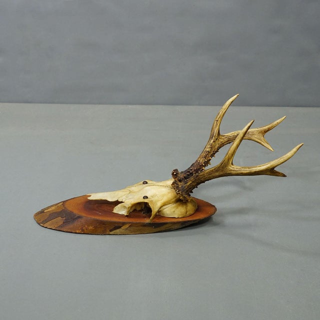 Wood Set of Six Roe Deer Trophies on Wooden Slices Germany Ca. 1950s For Sale - Image 7 of 8