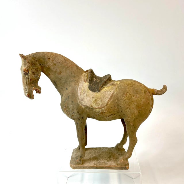 Chinese Tang Dynasty Terra Cotta Horse For Sale - Image 13 of 13