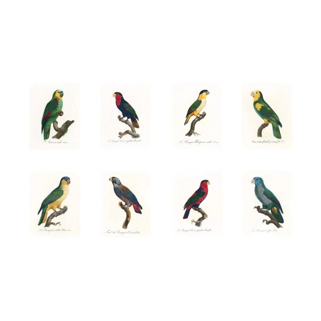 Reproduction Antique 1805 Antique French Parrot Prints - Set of 8 For Sale - Image 11 of 11