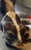 9 Inch Skunk, Hand Crafted , Fur, Figurine Vintage For Sale - Image 4 of 8