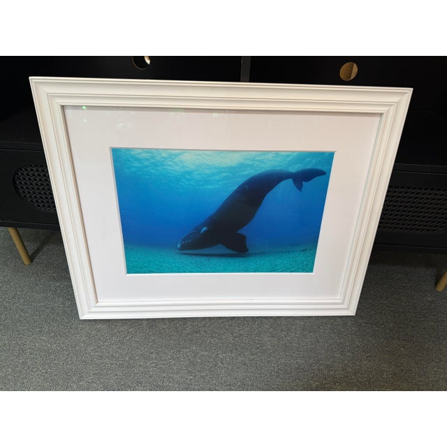 Design Plus Gallery presents a Color Photograph of a North Atlantic Whale by Brian Skerry. Renowned National Geographic...
