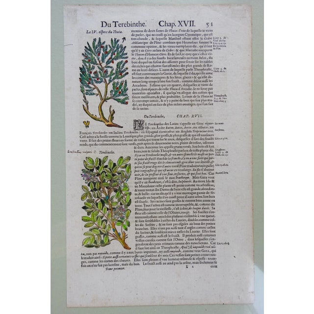 Pair of circa 1653 hand colored woodcut botanical plates from 'The Herbal or General Historie of Plants' by John Gerard...