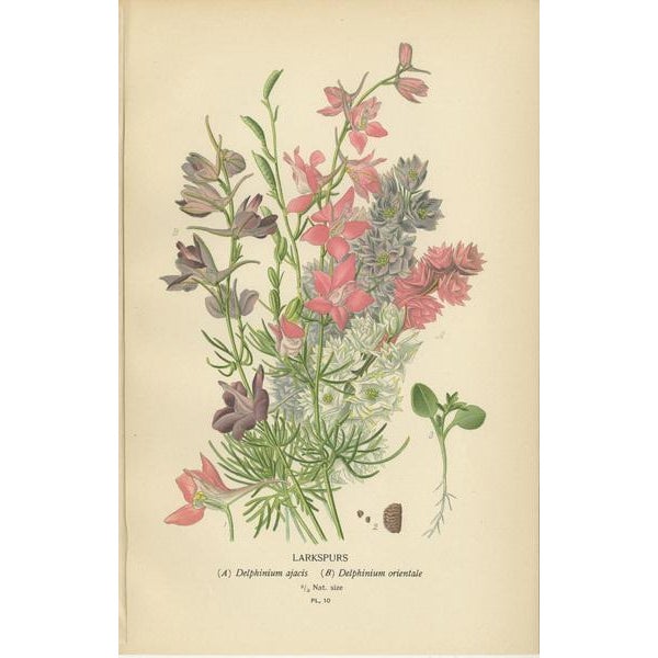 Edward Step, Triptych of Garden and Greenhouse Splendors, 1896, Paper, Set of 3 For Sale - Image 3 of 6