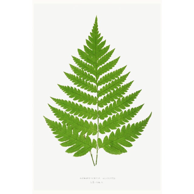 Vintage Fern Botanical Art Print Reproduction, 20" X 30" For Sale