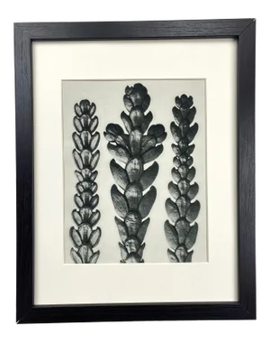 Framed Vintage Botanical Blossfeldt Print - No. 29