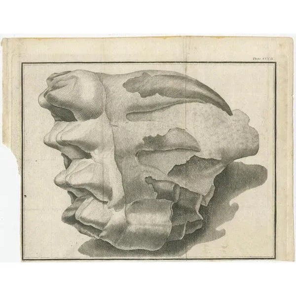 Antique Prints of Mammoth Fossils, 1810, Set of 3 For Sale - Image 4 of 5