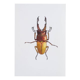 Juris Utans, Clingy Brown Beauty, 2021, Mixed Media on Paper For Sale