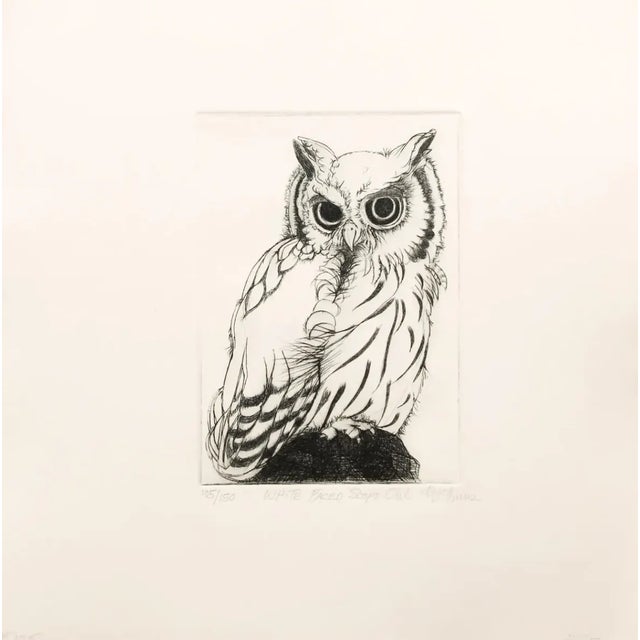 "White Faced Scops Owl" Etching by Christine McGinnis, Printed by David Lynch For Sale