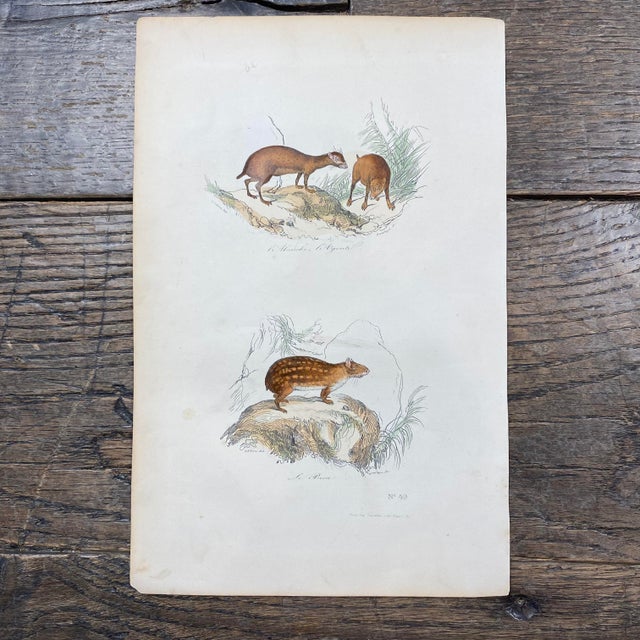 Super high quality in this lovely historical French 18th Century animal engraving! Signed V. Adam del. Bought in France...