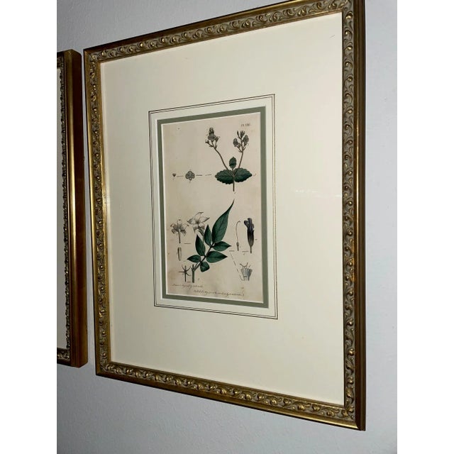 Antique Custom Framed Botanical Engravings - a Pair For Sale - Image 9 of 12