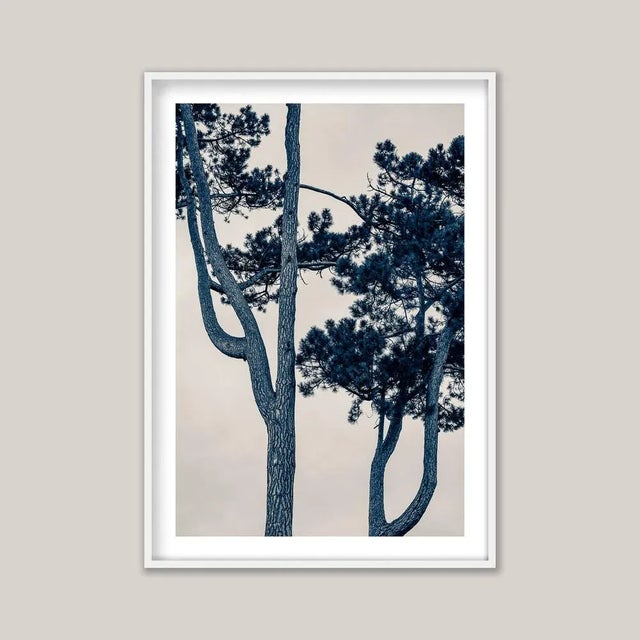 A blue-toned black-and-white photograph of a pine tree in Bath, UK, just a few hundred metres from the Royal Crescent - a...