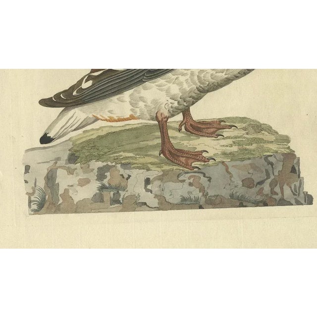 Paper Sepp & Nozeman, Female Common Shelduck, 1789, Print For Sale - Image 7 of 10