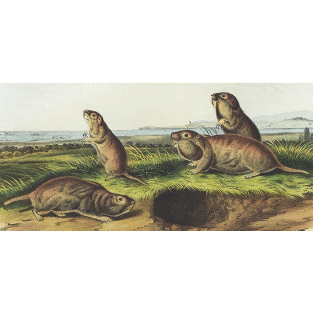 Original first edition Audubon stone lithograph from "The Viviparous Quadrupeds of North America", octavo edition, printed...