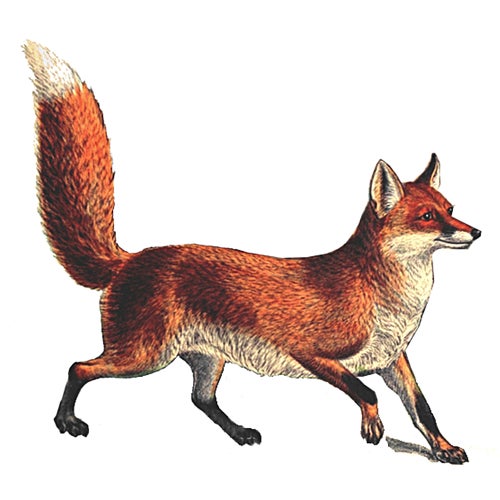 Porcelain Red Fox Decorative Plate 8.5" x 8.5" not signed and no markings Foxes are a part of the Canidae family which...
