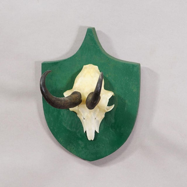 Antique Black Forest Chamois Trophy on Green Plaque - Salem Germany 1900 Item e8158 A decorative trophy of the chamois...