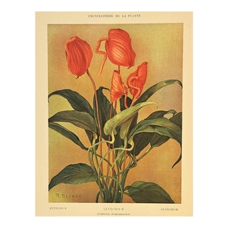 1903 French Antique Botanical Chromolithograph-Anthurium, Matted, Documentation For Sale