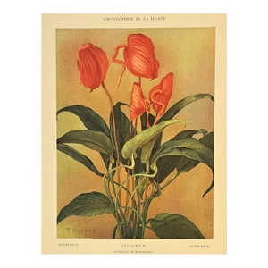 1903 French Antique Botanical Chromolithograph-Anthurium, Matted, Documentation