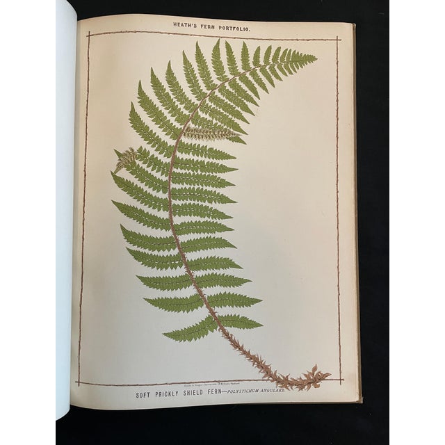 Heath's Fern Portfolio, 1885 Complete With 15 Chromolithographs For Sale - Image 13 of 18