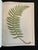 Heath's Fern Portfolio, 1885 Complete With 15 Chromolithographs For Sale - Image 13 of 18
