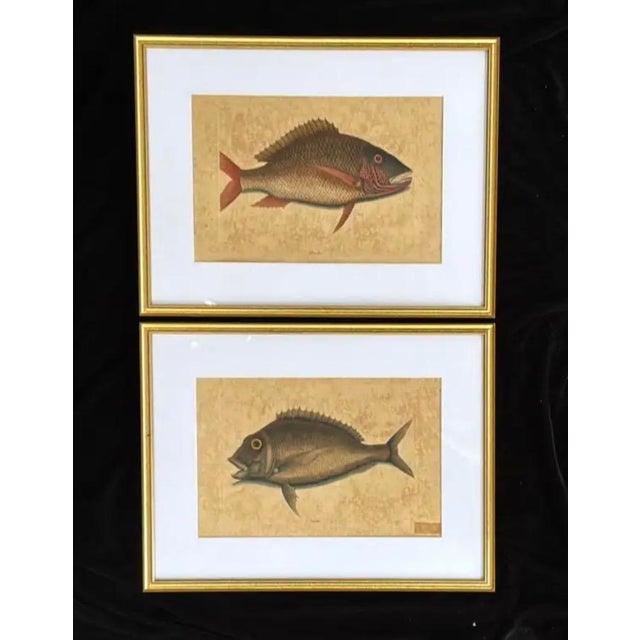 18th Century Framed Fish Engravings by Mark Catesby, a Pair For Sale - Image 11 of 11