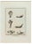Nicola Vanni, Ancient Still Life 6, Etching, 18th Century For Sale